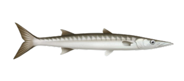 Barracuda / Bécune