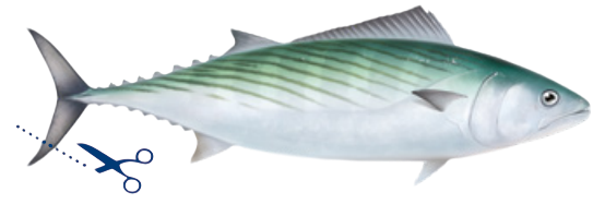 Bonite à dos rayé