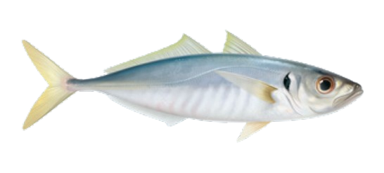 Chinchard / Saurel