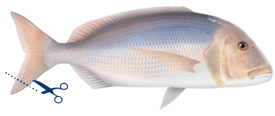 Denti