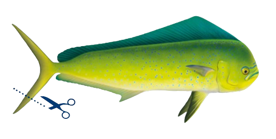 Dorade coryphène