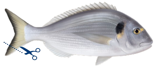 Dorade royale