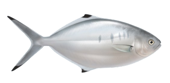 Liche glauque / Palomine