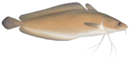 Mostelle