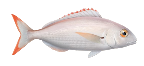 Pageot acarne