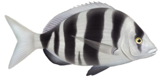 Sar tambour