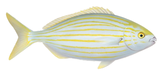 Saupe