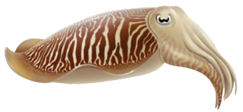 Seiche