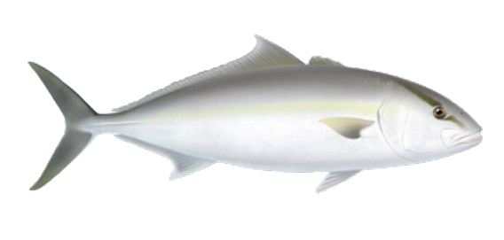 Sériole