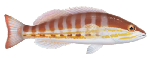 Serran chevrette